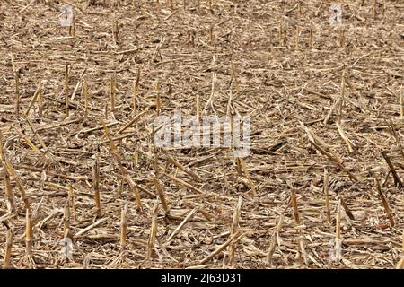 Feld der toten Maisstängel und Maisstoppel im Frühjahr Stockfoto