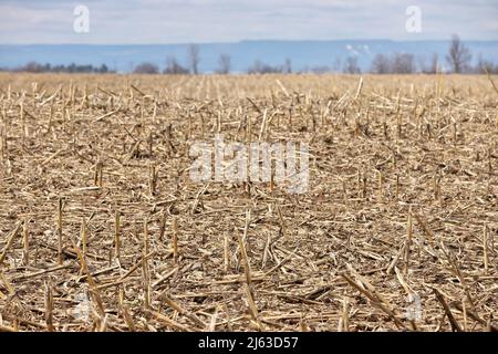 Feld der toten Maisstängel und Maisstoppel im Frühjahr Stockfoto