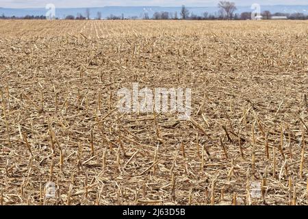 Feld der toten Maisstängel und Maisstoppel im Frühjahr Stockfoto