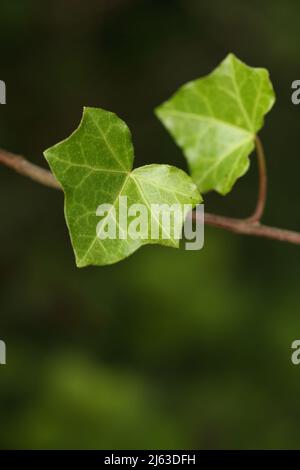 Hedera Helix, der gemeine Efeu, oder englischer Efeu, europäischer Efeu oder einfach Efeu, ist eine Art blühender Pflanze der Gattung Efeu in der Familie Araliaceae. Stockfoto