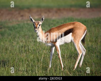 Weibliche Thomson-Gazelle (Eudorcas thomsonii) im Ngorongoro-Krater, Tansania Stockfoto