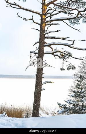 Alte, trockene Kiefer, bedeckt mit Schnee an kalten Wintertagen Stockfoto