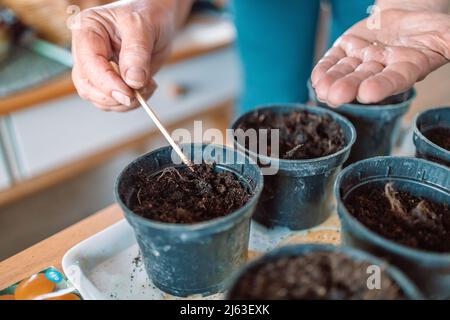 Die Hände des Bauern Pflanzen Samen in einen schwarzen Kunststofftopf mit Erde. Nahaufnahme. Vorbereitung auf die Gartensaison. Stockfoto