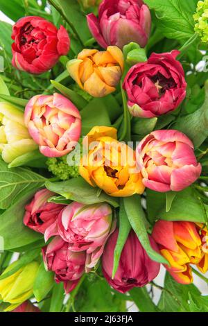 Bunte Tulpenblüten rot rosa gelb mit grünen Blättern. Floraler Hintergrund Stockfoto