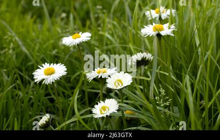 Bellis Perennis. Gänseblümchen blüht im Frühling auf einer Wiese. Stockfoto