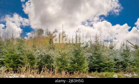 Weihnachtsbäume nach leichtem Schneefall Stockfoto