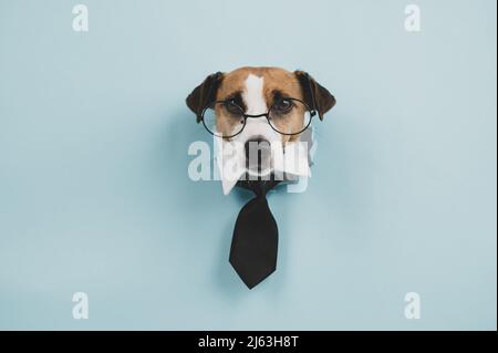 Hundejacker russell Terrier in einer Brille und eine Krawatte ragt aus einem Loch auf blauem Hintergrund. Stockfoto