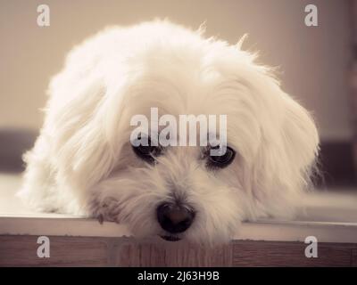Nahaufnahme Weißer Maltesischer Hund liegend und mit traurigen Augen in die Kamera schauend. Stockfoto