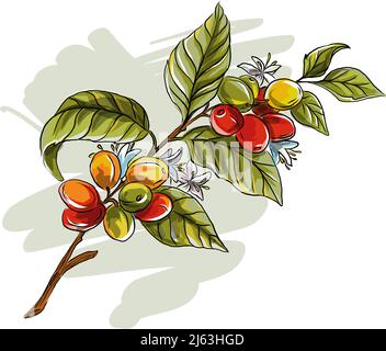 Blume Kaffee Baum Zweig Vorlage in Hand gezeichnet Stil. Illustration von vietnamesischen Kaffee, Tropfen, Kaphefin, Vorlage für Hintergrund. Firmenkaffee. Stock Vektor