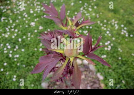 Wächst und wird die Blume zeigen Stockfoto