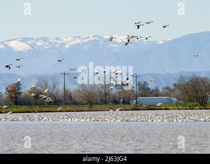 Große Schar von Schneegänsen am Teich Stockfoto