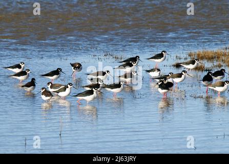 Schwarzer Stelzenschar am Teich Stockfoto