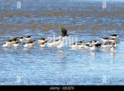 Schwarzer Stelzenschar am Teich Stockfoto