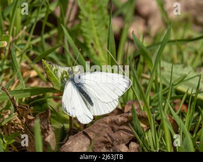 Der grün-aderne weiße Schmetterling Pieris napi ruht bei Sonnenschein. Stockfoto