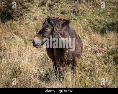 Exmoor Pony grast auf dem Moor. Stockfoto