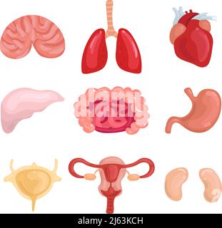 Menschliche innere Organe mit Lunge Gehirn Leber Gebärmutter Darm eingestellt Stomack Herz Niere isoliert Vektor-Illustration Stock Vektor