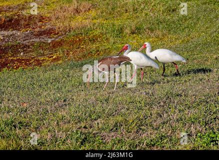 Weißer Ibis; Wandern auf Gras, 2 reife, 1 unreife, Tiere; Hinterhofvögel; Wildtiere, helle gebogene Schnäbel, rote Beine, Eudocimus albus, FL, Florida, wi Stockfoto