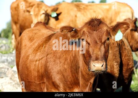 Gebrandete und gekennzeichnete Rinder auf einer Weide auf einer Idaho Farm. Stockfoto