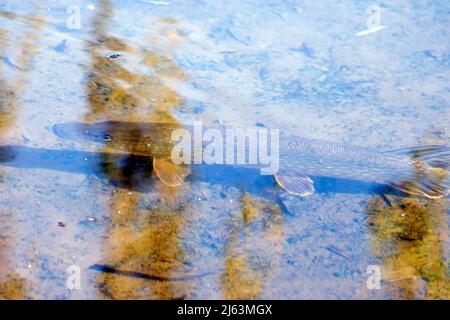 (Nördliche) Hechte jagen Beute in den Untiefen des River Longford im Bushy Park, London, Großbritannien. Stockfoto