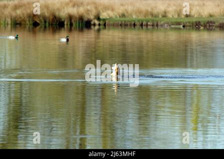 Karpfenfische springen aus dem Wasser Stockfotografie Alamy