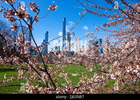 Blick durch Cherry Blossom auf die Skyline der Stadt im Central Park in Manhattan, New York City, USA Stockfoto