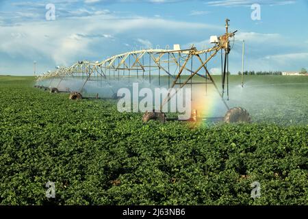 Ein Regenbogen bildet sich im Nebel eines zentralschwenkbaren landwirtschaftlichen Bewässerungsregners, der zur Bewässerung eines Idaho-Kartoffelfeldes verwendet wird. Stockfoto