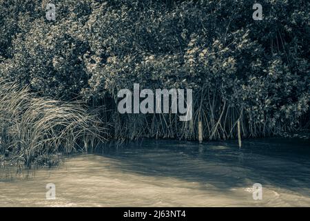 Altes Schwarz-Weiß-Bild von erstaunlichen natürlichen Mangrovenwald an der Muyil Lagune im tropischen Dschungel Naturwald mit Wasser in Sian Ka'an Natio Stockfoto