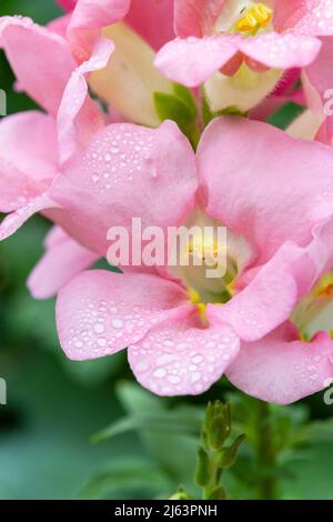 Ein vertikales Nahaufnahme einer rosa Sherbet-farbenen Chantilly-snapdragon-Blume (Antirrhinum majus) in einem Garten mit Wassertropfen auf den Blütenblättern. Stockfoto