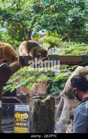 Kuala Lumpur, Malaysia - 14. Okt 2021 : Waschbären sitzen auf dem Baum und essen auf der Farm im City Petting Zoo. Stockfoto