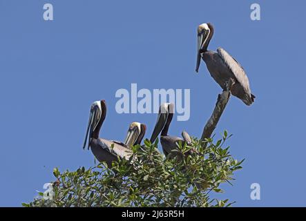 Brauner Pelikan (Pelecanus occidentalis) vier Erwachsene auf dem Baum Caraca, Costa Rica März Stockfoto