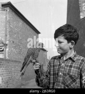 1960, historisch, draußen in einer Gasse zwischen viktorianischen Häusern, ein junger Teenager mit einem Greifvogel auf der Hand, Stockport, Manchester, England, Großbritannien. Stockfoto