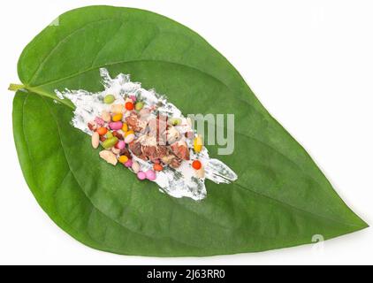 Betel Blatt und seine Gewürze Populärkultur in Südostasien Stockfoto