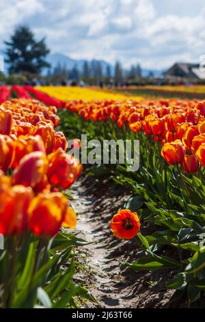 Reihen von leuchtend orangefarbenen, gelben und roten Tulpen in voller Blüte mit Bäumen und Bergen in der Ferne auf einer Skagit Valley, Washington (US), Blumenfarm. Stockfoto