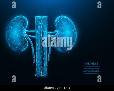 Polygonale Vektordarstellung der menschlichen Nieren auf dunkelblauem Hintergrund. Internes Organ mit niedrigem Poly-Design. Medizinisches Banner für Nephrologie oder Urologie, templa Stock Vektor