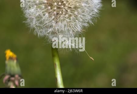 Nahaufnahme eines Makrobilds mit dem Kopf des Dandelionssaatens, wobei einer der Samen an einem sonnigen Tag im Frühling kaum im Wind aufhängt Stockfoto