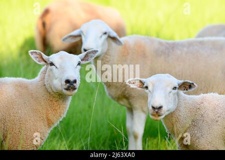 Schafherde auf der Weide eines Bauernhofes Blick in die Zukunft, konzentrieren sich auf die ersten Schafe. Texel Schafe. Stockfoto