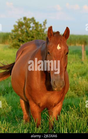Portrait eines schönen braunen Pferdes während des Sonnenuntergangs auf der Weide eines Bauernhofes mit grünem Gras. Stockfoto