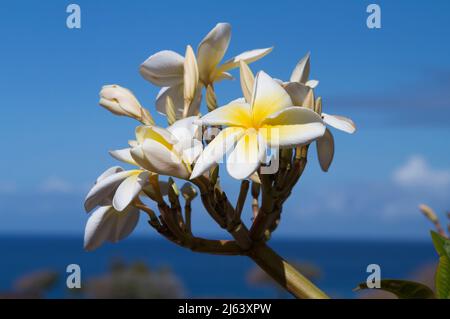 Nahaufnahme von schönen weißen und gelben Plumeria-Blumen vor einem strahlend blauen Himmel in Hawaii, USA, mit dem Pazifischen Ozean im Hintergrund. Stockfoto