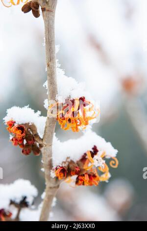 Leuchtend orange Blüten der Hamamelis-Pflanze (Hamamelis x intermedia) sorgen für einen Farbtupfer in einem verschneiten Wintergarten. Stockfoto