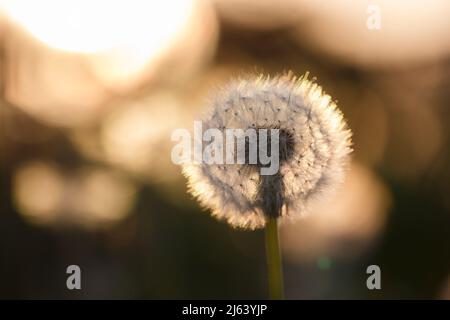 In der Sommersaison blüht der Elendelion am Abendhimmel. Stockfoto