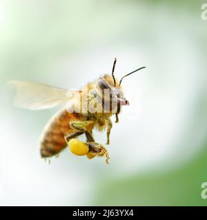 Fliegende Honigbiene Stockfoto