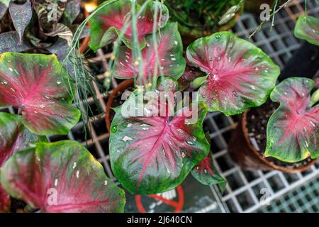 Caladium ist eine Gattung blühender Pflanzen aus der Familie der Araceae. Sie sind oft unter dem gemeinsamen Namen Elefantenohr, Herz Jesu und Engelsflügel bekannt. Stockfoto