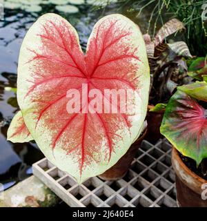 Caladium ist eine Gattung blühender Pflanzen aus der Familie der Araceae. Sie sind oft unter dem gemeinsamen Namen Elefantenohr, Herz Jesu und Engelsflügel bekannt. Stockfoto