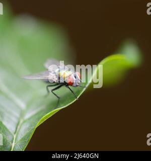 Große Fliege auf einem grünen Blatt Stockfoto