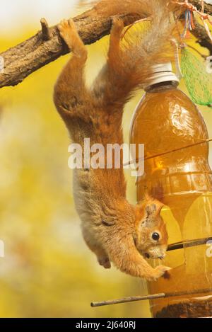 Eurasisches rotes Eichhörnchen, Sciurus vulgaris stiehlt Sonnenblumenkerne aus dem Futterhäuschen. Stockfoto