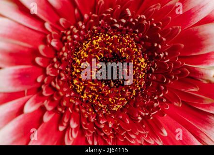 Rote Gerbera Blume - rote Gänseblümchen Makroblüten auf grünem Hintergrund. Stockfoto