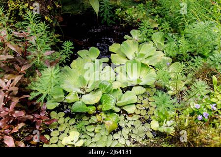 Verschiedene Arten von Wasserpflanzen in einem kleinen Teich im Gewächshaus im Apothekergarten. Stockfoto