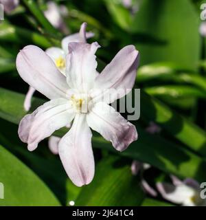 scilla luciliae in einem Feld in der Nähe eines Waldes im frühen Frühjahr. Quadratischer Rahmen Stockfoto