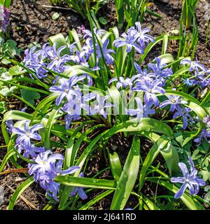 scilla luciliae in einem Feld in der Nähe eines Waldes im frühen Frühjahr. Quadratischer Rahmen Stockfoto