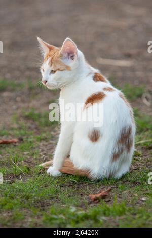 Niedliches, oranges und weißes, kurzhaariges Kätzchen, das draußen auf dem Boden sitzt. Stockfoto